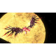 بازی SONIC X SHADOW GENERATIONS - XBOX بازی SONIC X SHADOW GENERATIONS - XBOX